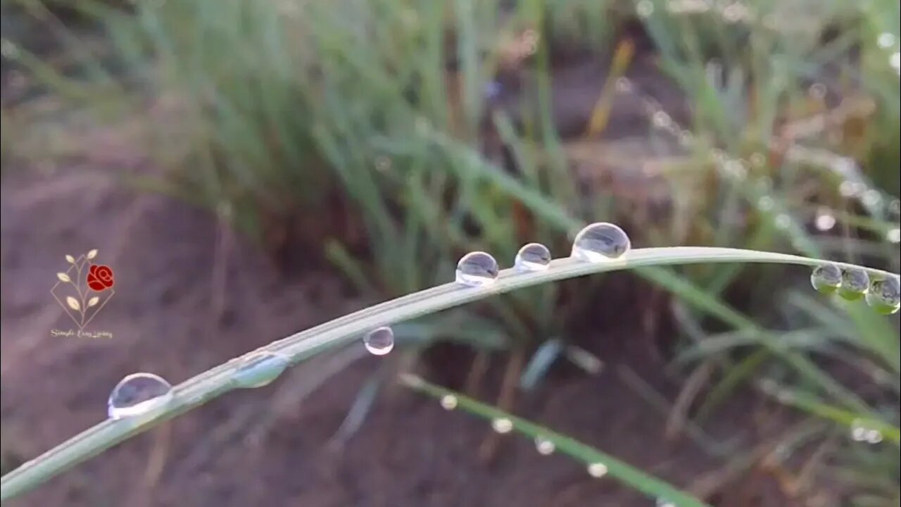 Morning Walk After Rain, A Beautiful Experience Soothing sounds of Birds Beautiful Scenery