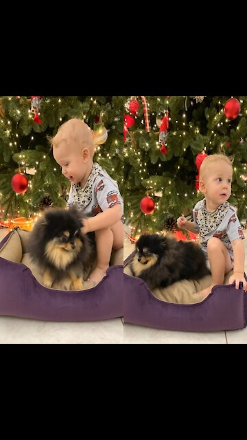 Toddler Playing with the Dog at the moment of preparation upcoming Christmas