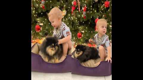 Toddler Playing with the Dog at the moment of preparation upcoming Christmas