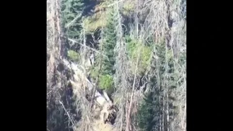 MONSTER BULL ELK WORKING the timber!