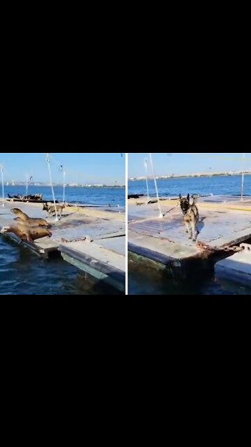 Dog's job is to chase seals off dock