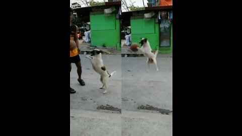 Dog plying basketball 🏀 people shocked