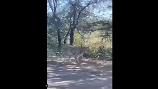 Leopard Strikes a Pose #shorts