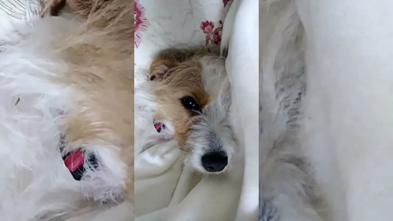 Wake up time for cute little doggie