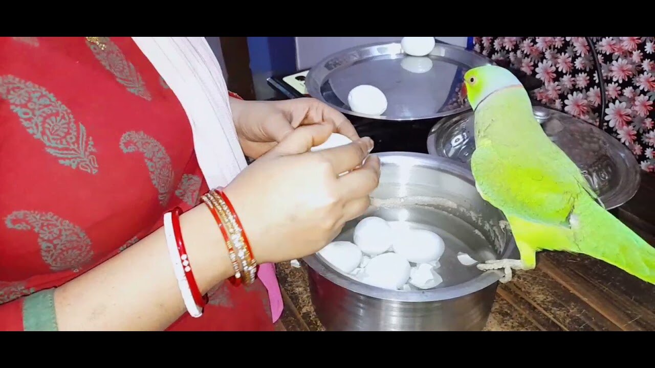 Mithu ko eggs nhi khane chaiyea 🥚😉|| The most talkative parrot.