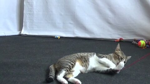 Little Cat Jumps to Catch the Toy