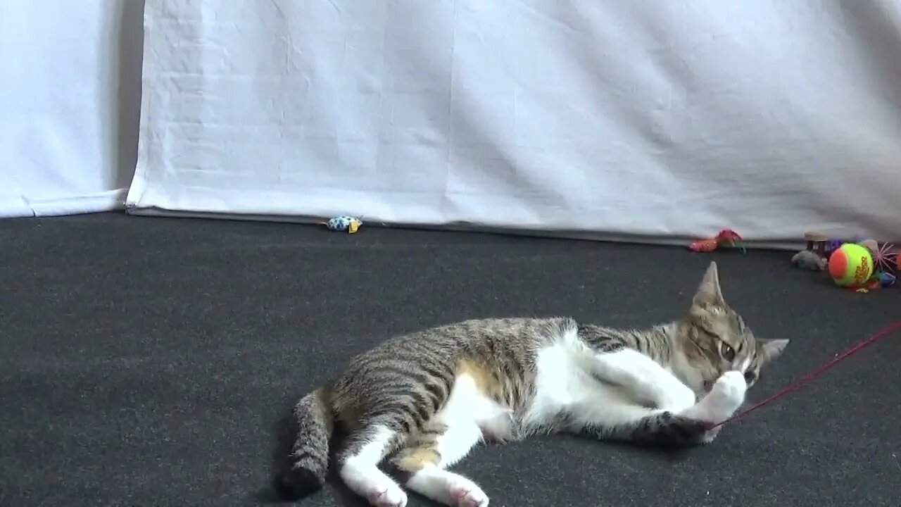 Little Cat Jumps to Catch the Toy