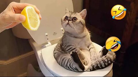 😹😍 New Funny Cats and Dogs Videos 🤣🤣 Funniest Animals 2024 #17