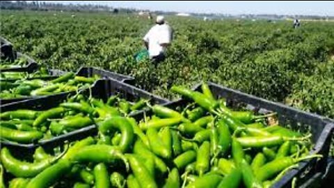 Green Chili Pepper Farming and Harvest - Green Chili Pepper Processing Factory - Chili Cultivation