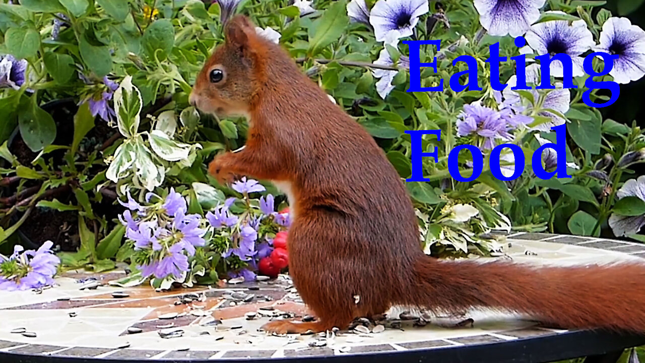 Brown Squirrel eating food a lone