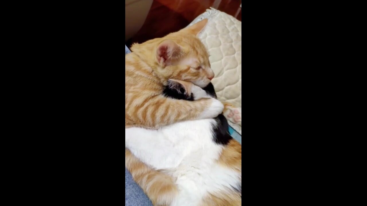 funny cats
