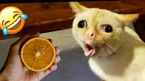 Funny cats | Funny Dogs | Funny Animal Videos | Hillarious Pets Adorable Pets | Kitten | Puppy 128