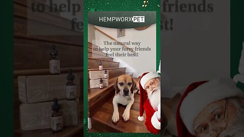 Elevate your pet's health: Experience the benefits of CBD, CBG, probiotics, and vitamins #shorts
