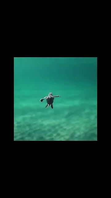 Feel relax watching Baby turtle swimming