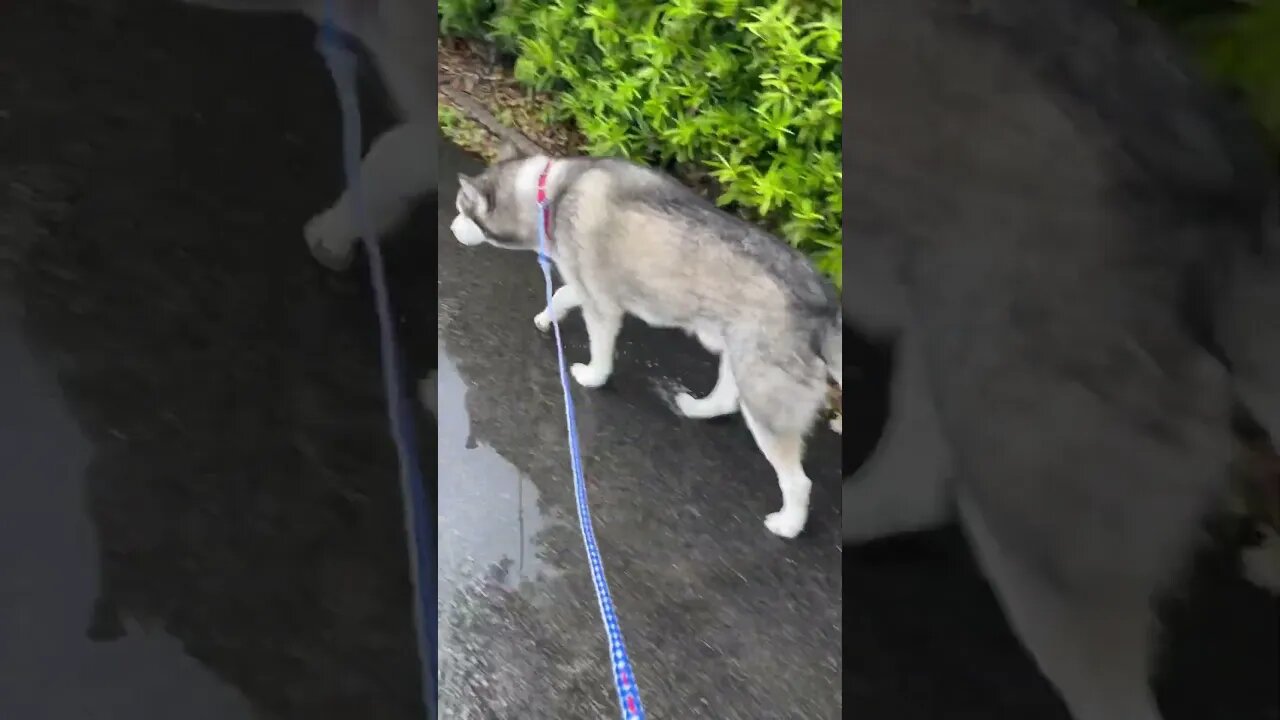 Husky walking in the rain ASMR