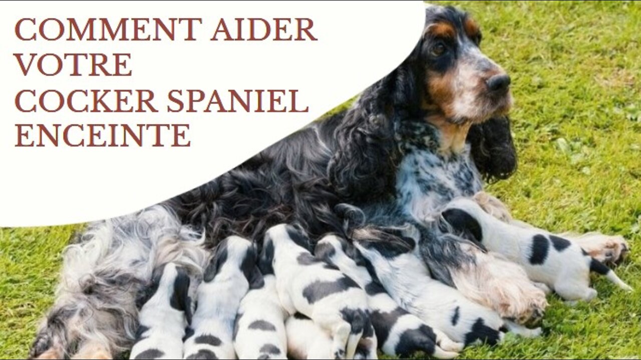 Comment aider Cocker Spaniel Anglais si elle est enceinte, combien de temps, etc...