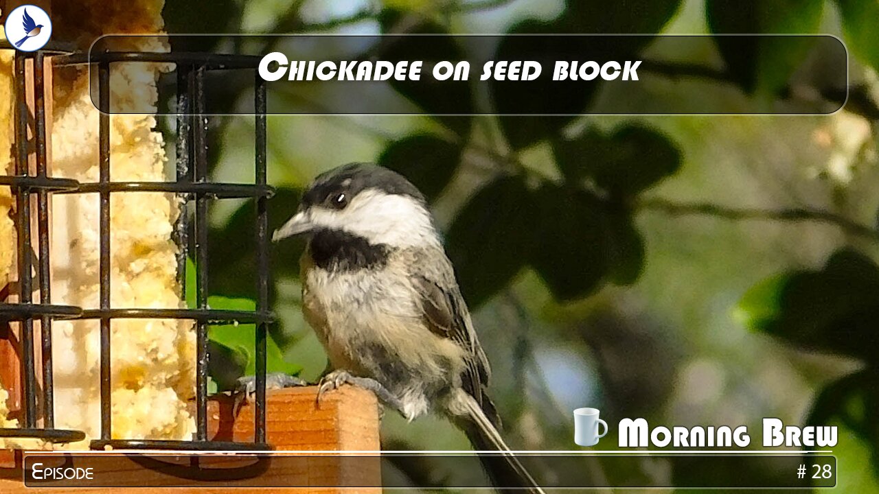 Chickadee on seed block