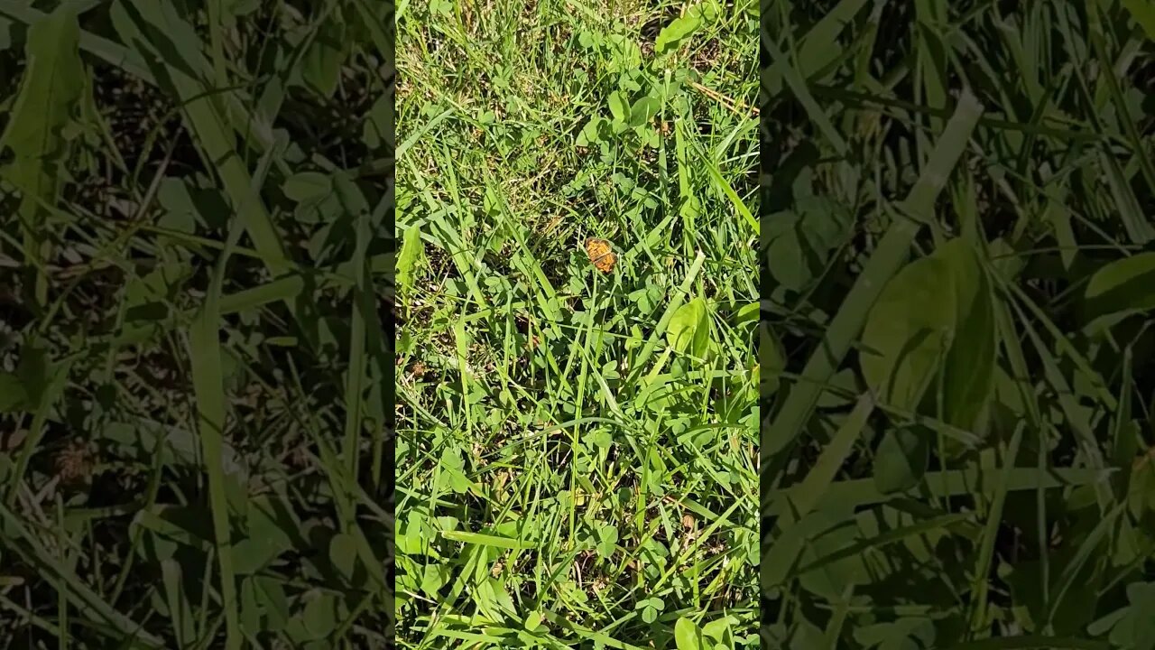 Wildlife around the Farm 🚜 series, 100's of Pearl Crescent Butterflies in my field