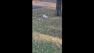 Albino Squirrel