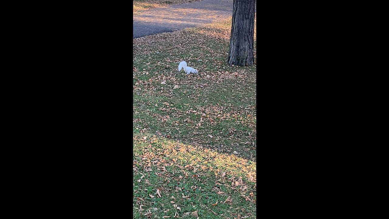 Albino Squirrel