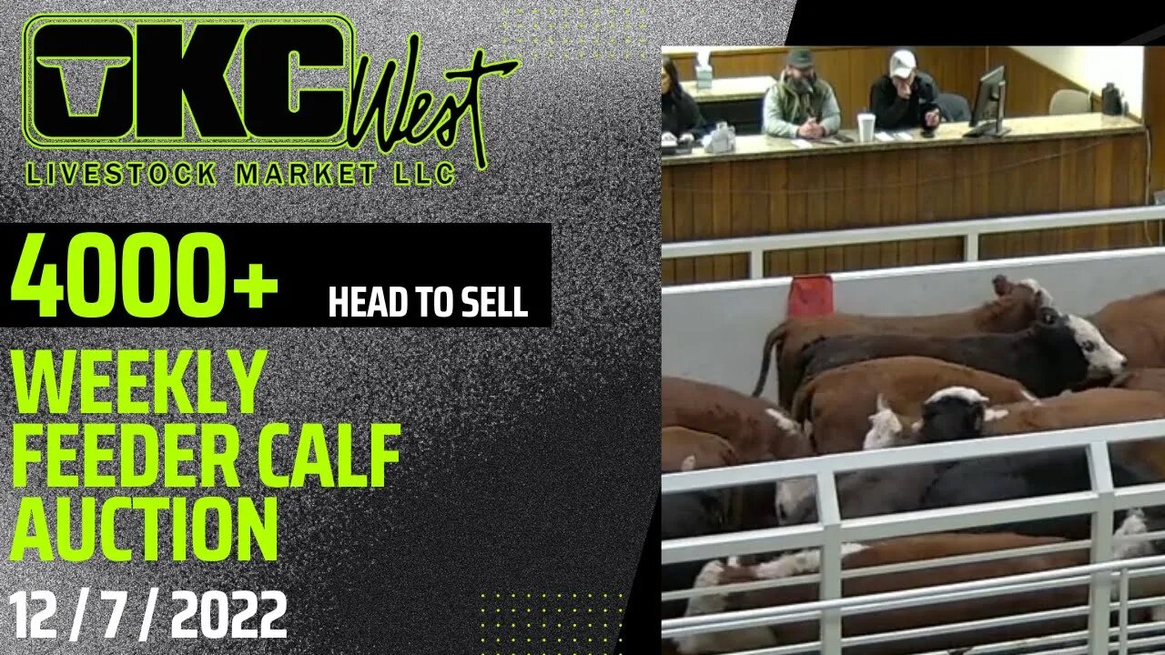 12/7/2022 - OKC West Feeder Calf Auction