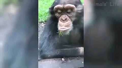 Funny Animals part1