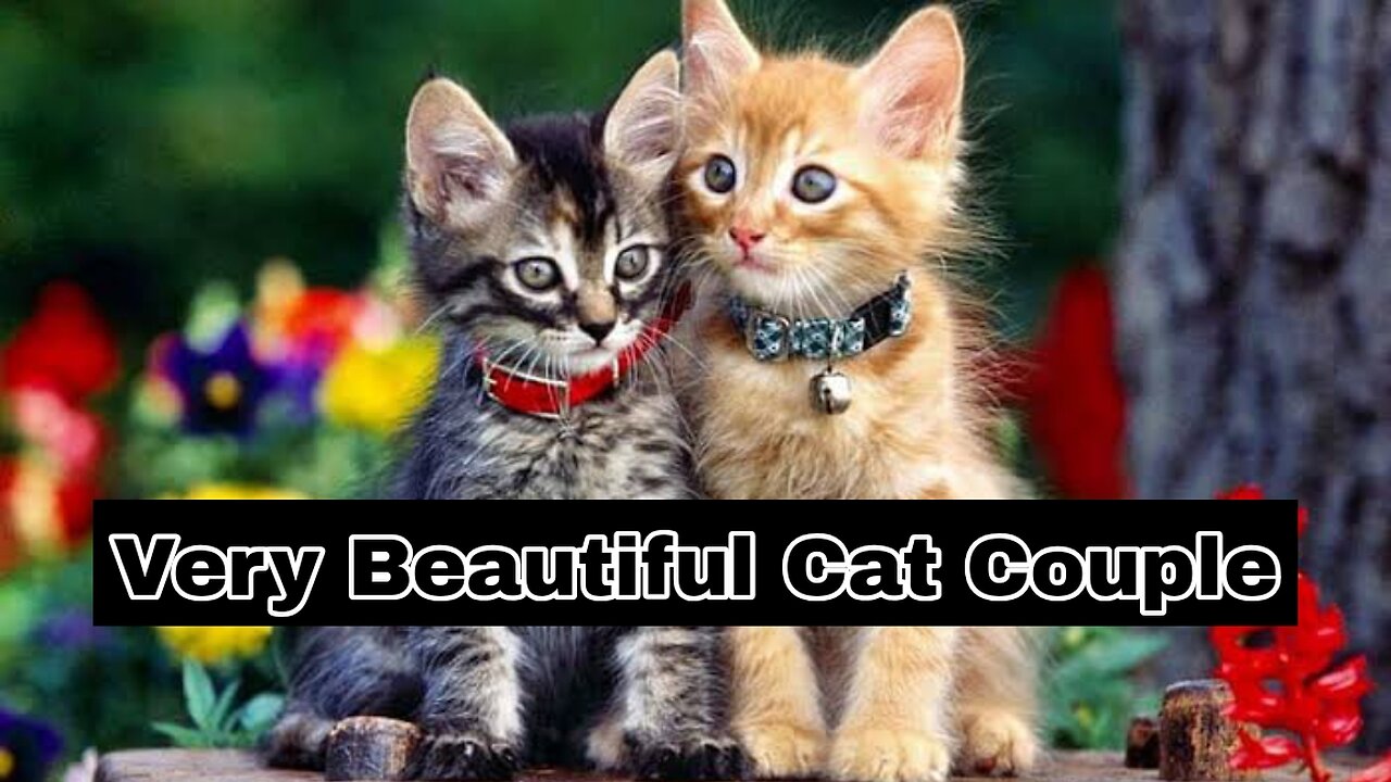 Very Beautiful Cat Couple