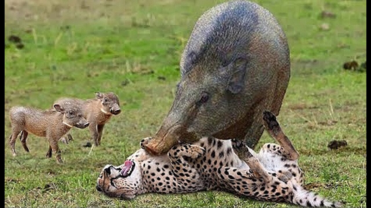 MOTHER WARTHOG ATTACKS LEOPARD TO SAVE BABIES