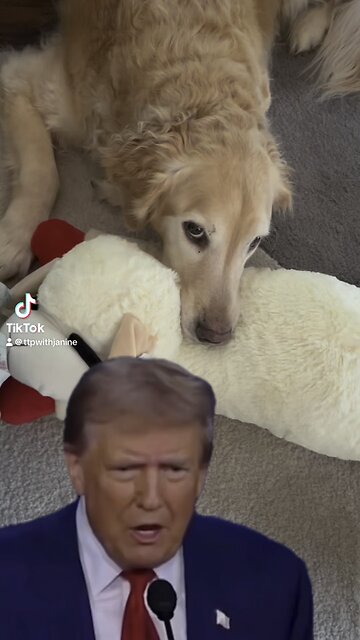 Their eating the dogs