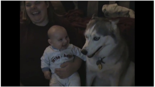 Baby cracks up every time his husky "talks"