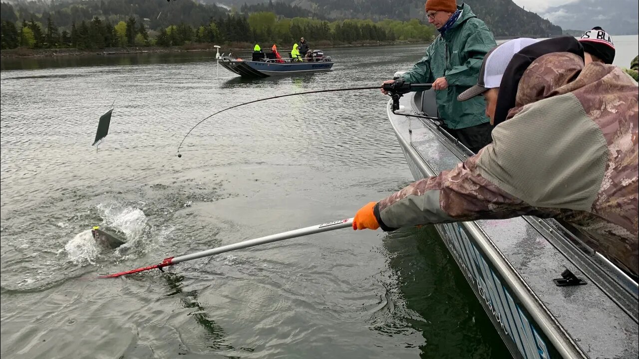 Spring Chinook Trolling. How to's with Rigged Setups.