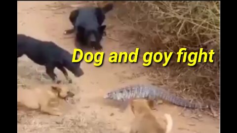 Dog and goy fight