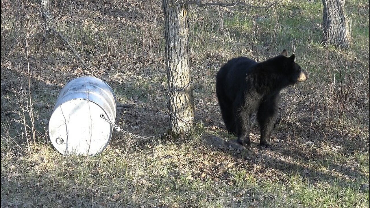 Black BEAR Bow Hunt !!