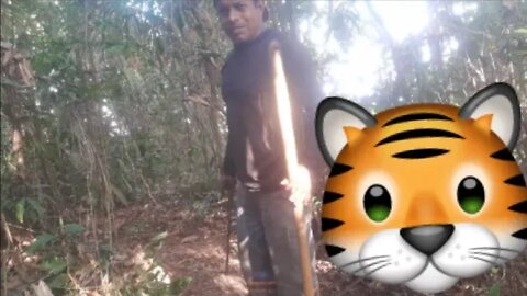 🇧🇷🇧🇷Abrindo caminhos na selva😸🇧🇷🇧🇷