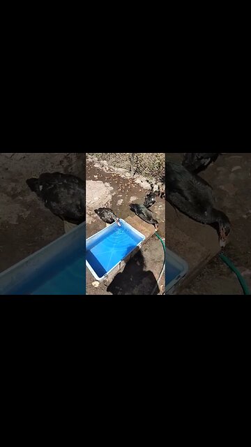 Good Morning Muscovy Ducks and Cayuga Ducks