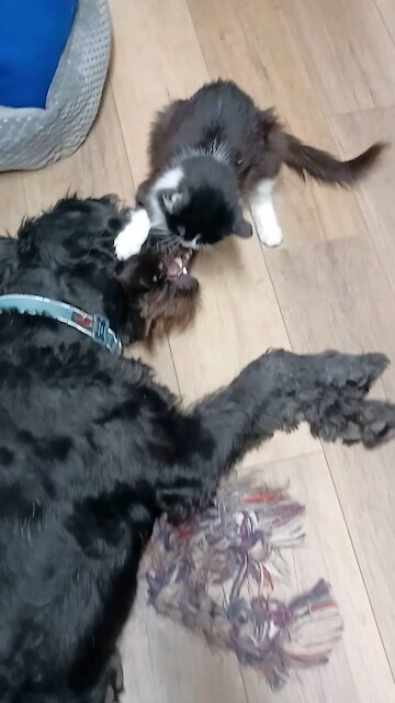 Gentle giant dog plays with cat