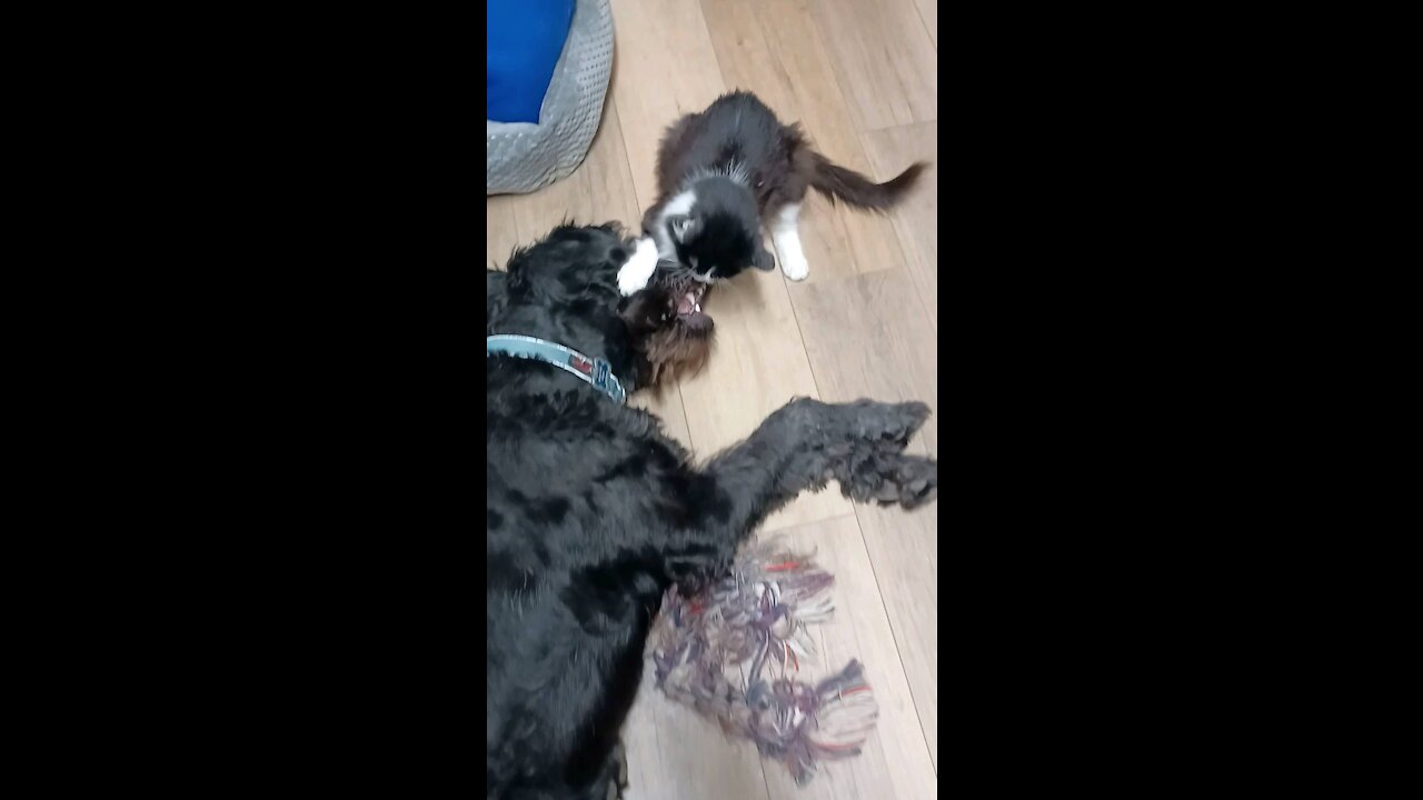 Gentle giant dog plays with cat