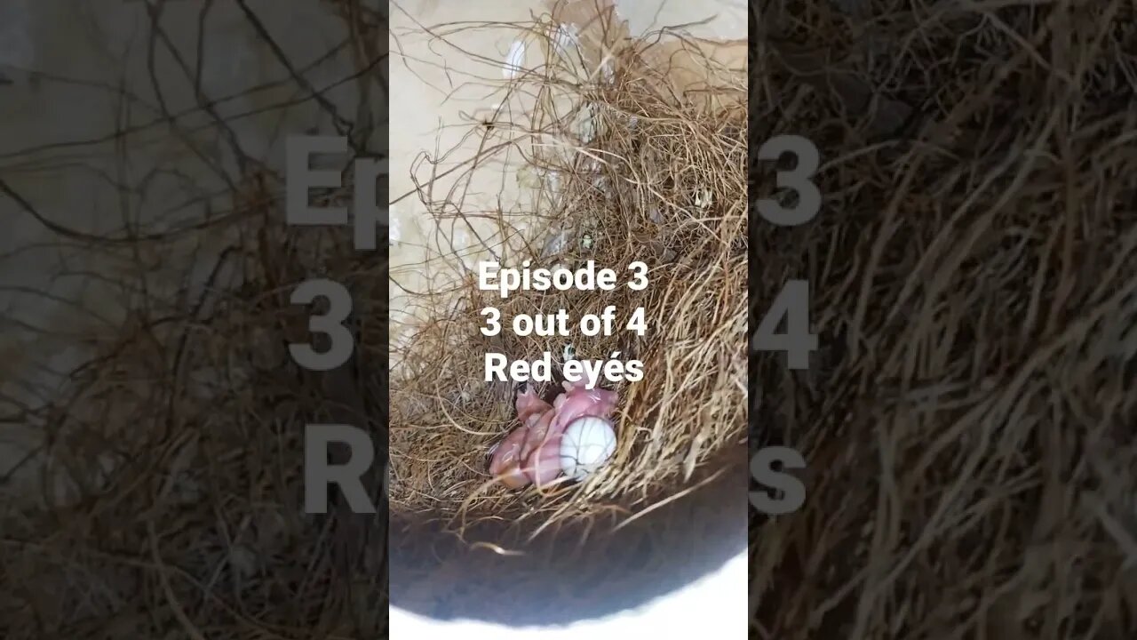 Episode 3. Red eyes EURO chicks 3 out of 4 #youtubeshorts #birdslover