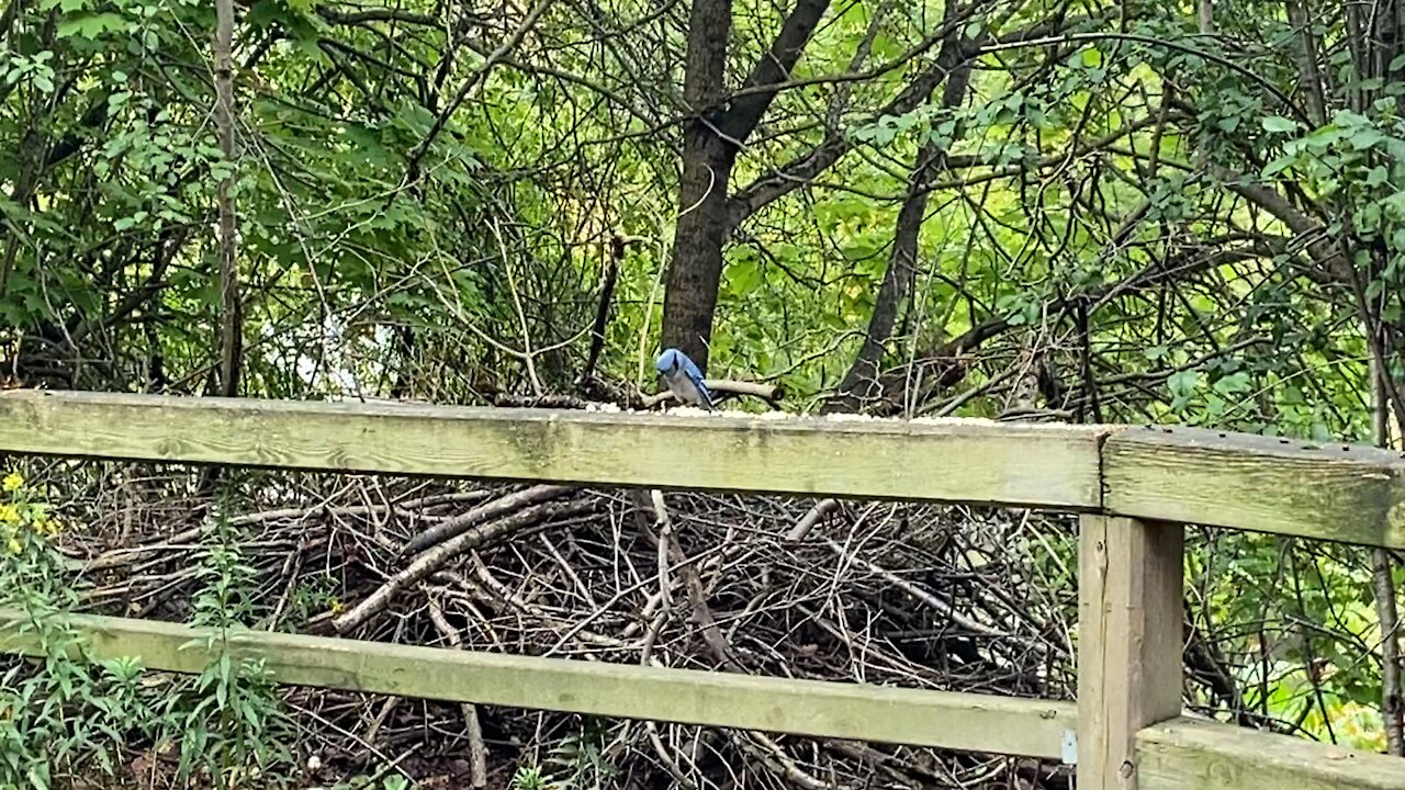 Chickadees and Blue Jays