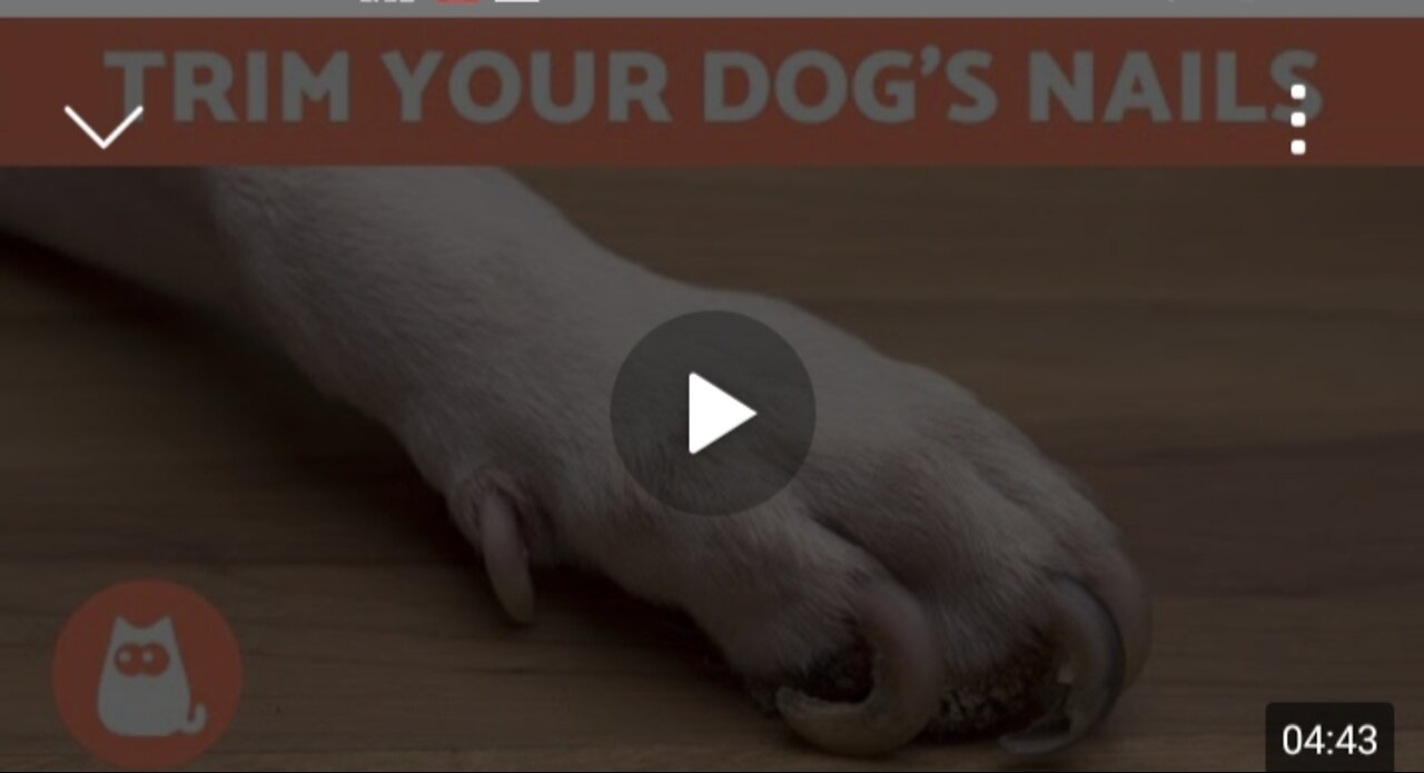 How to Trim Your Dog's Nails at Home STEP BY STEP WITH TIPS