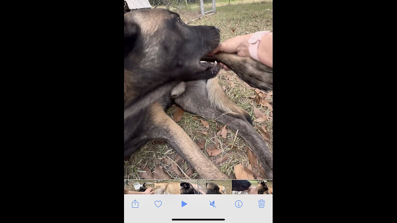 Belgian Malinois dog apprehensively allows owner to check out injury☹️🐕