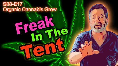 S08 E17 - Organic Indoor Cannabis Grow - Day 113 - Week 6 Of Flower - Amber Is Expressing Herself