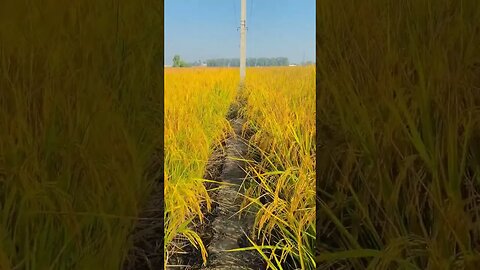 Farming #youtubeshorts #shortvideo #kisan