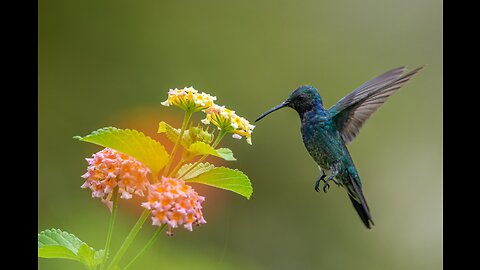 birds flying in beautiful landscapes