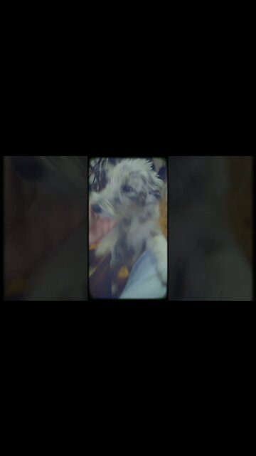 Negrita pidiendo para salir! #perrita #perra #mascotas #pets