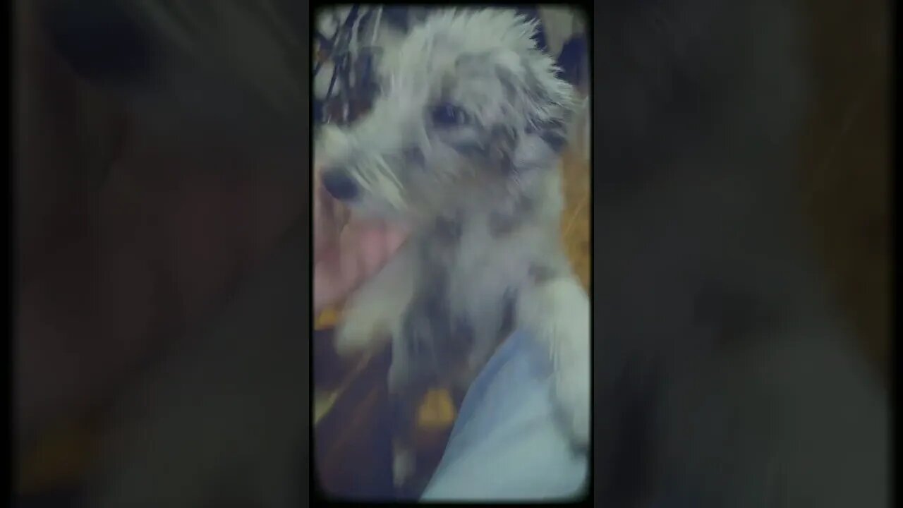 Negrita pidiendo para salir! #perrita #perra #mascotas #pets
