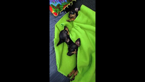 My Lovely Pinscher Dogs