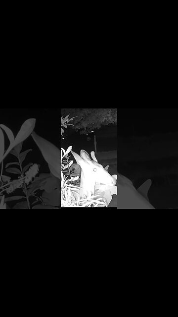 A Beautiful Young Buck Deer! 🦌 #Buck #Deer #Beautiful