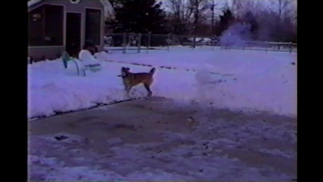 Hilarious Dog Hates Fireworks