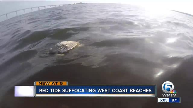 Red Tide suffocating Florida west coast beaches